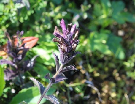 Close up of Bartsia alpina, known as alpine bartsia or velvetbells