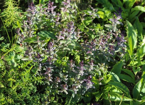 Close up of Bartsia alpina, known as alpine bartsia or velvetbells