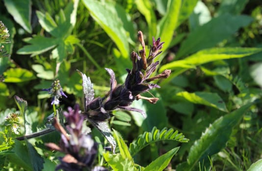 Close up of Bartsia alpina, known as alpine bartsia or velvetbells