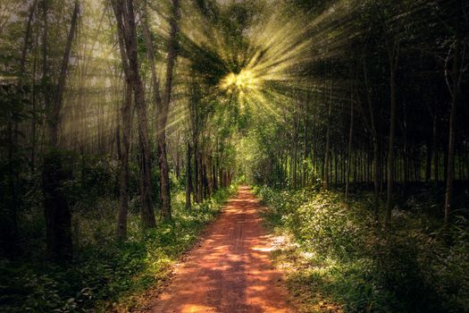 Forest pathway on a beautiful day with soft sunlight shines through the fresh green foliage.,Summer season.