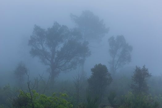 Fog in the forest at the portuguese national park, Geres, Portugal