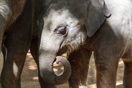 Close up of a baby juvenile elephant with his trunk up, enjoying the shadow near an adult elephant.