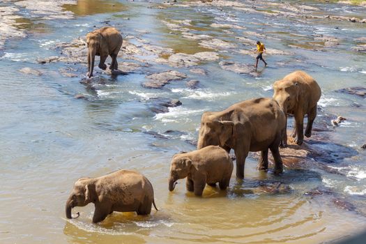 Large group of elephants having a splash in a rive to cool down from extreme heat wave. Concept of wild animals living free