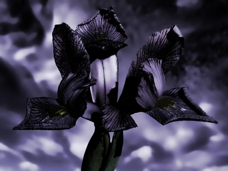 Iris reticulata flower head with a purple moody ghostly texture effect