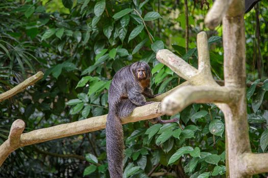 Spider monkey having a rest on a tree branch. Concept of animal care, travel and wildlife observation. Urban wild life concept.