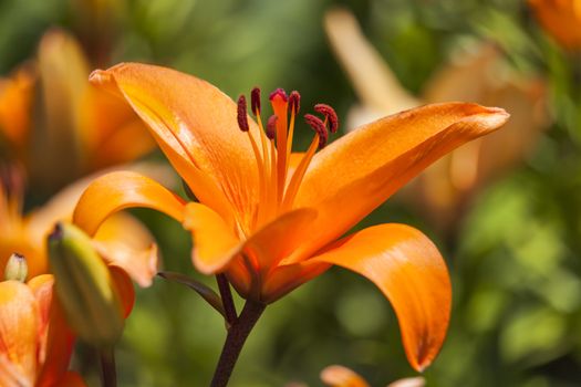 Asiatic lily 'Enchantment' a spring flowering plant