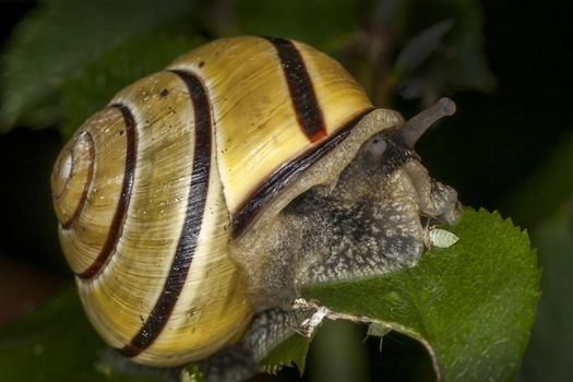 Garden snail which is a mollusc gastropod insect with a shell