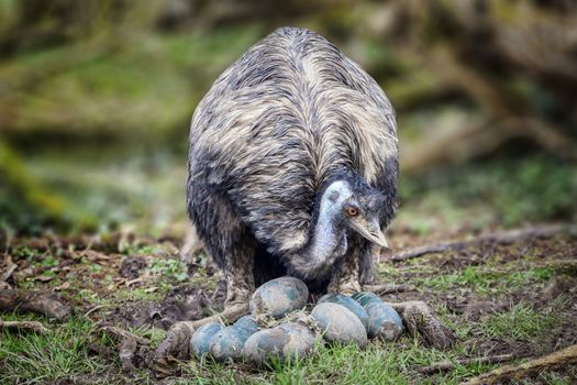Emu bird inspecting and checking her eggs