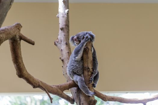 Koala bear resting and sleeping on his tree branch with a cute smile Concept of animal care, travel and wildlife observation.