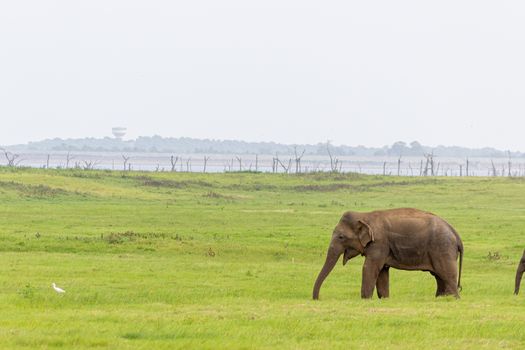 Baby elephant and savanna birds on a green field relaxing. Concept of animal care, travel and wildlife observation.