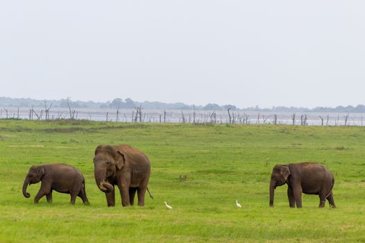 Two Baby elephants with mother and savanna birds on a green field relaxing. Concept of animal care, travel and wildlife observation.