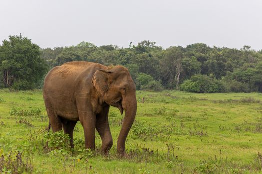 Elephant on a green field relaxing. Concept of animal care, travel and wildlife observation.