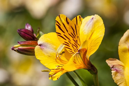 Alstroemeria 'Golden Delight' flower plant also known as Peruvian Lily