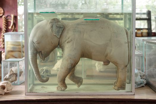 Baby elephant fetus preserved in formalin - formaldehyde in a glass container used on research and study purpose.
