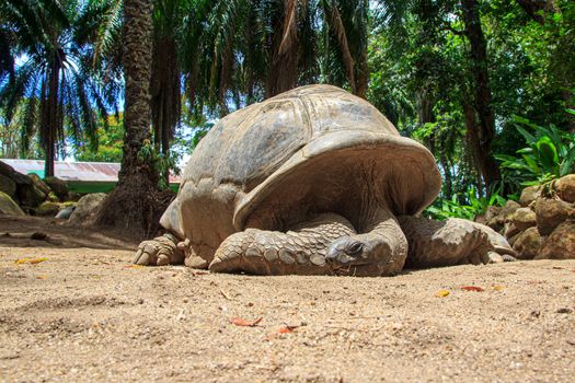Giant turtles, dipsochelys gigantea in island Seychelles. Close up of big Seychelles turtle. Concept of animal care, travel and wildlife observation.