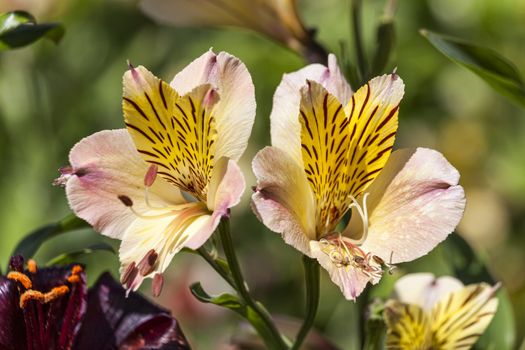 Alstroemeria 'Moulin Rouge' also known as Peruvian Lily