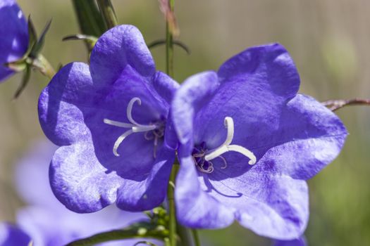 Campanula persicifollia 'Telham Beauty' a blue herbaceous springtime summer flower plant