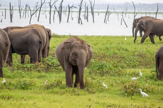 Baby elephant, adult elephants and savanna birds on a green field relaxing. Concept of animal care, travel and wildlife observation.