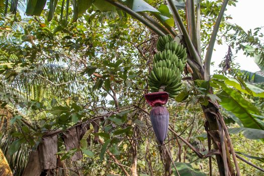 A big bunch of wild banana hanging on the tree with the banana flower still attached on it. Concept of natural, eco, bio fruits plantation.