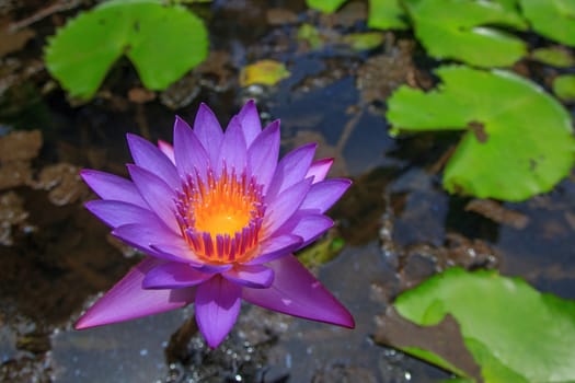 Beautiful water lily flowers in the pond. Violet lotus blooming in the water.