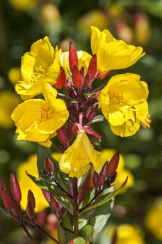 Oenothera 'Crown Imperial' a yellow herbaceous springtime summer flower plant commonly known as evening primrose