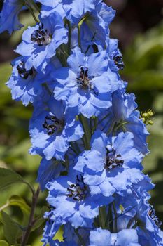 Delphinium 'Pandora' a blue herbaceous spring summer flower plant commonly known as larkspur