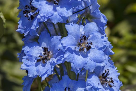 Delphinium 'Pandora' a blue herbaceous springtime summer flower plant commonly known as larkspur
