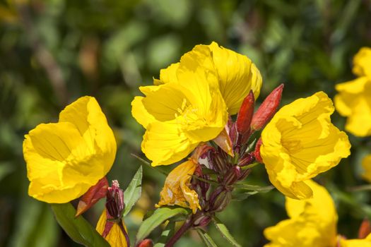 Oenothera 'Crown Imperial' a yellow herbaceous springtime summer flower plant commonly known as evening primrose
