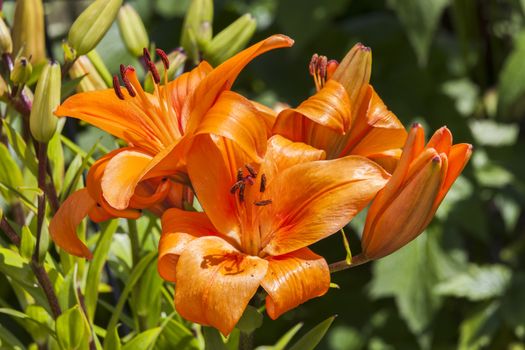 Asiatic lily 'Enchantment' a spring flowering plant