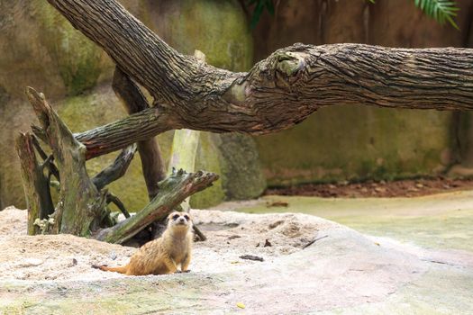 Meerkat family member (Suricata suricatta) on guard Concept of animal care, travel and wildlife observation. Concept of animal care, travel and wildlife observation.