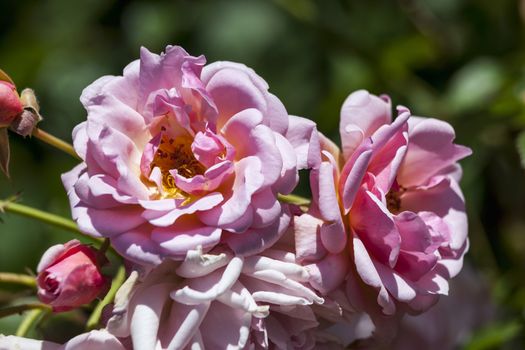 Rose 'Felicia' a springtime summer flower pink climbing semi evergreen shrub