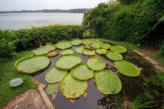 Singapore - CIRCA 2018: Lilly pads in a pond bathed in evening light and ripples in the famous Botanic Gardens, Singapore as nature background with space for copy.