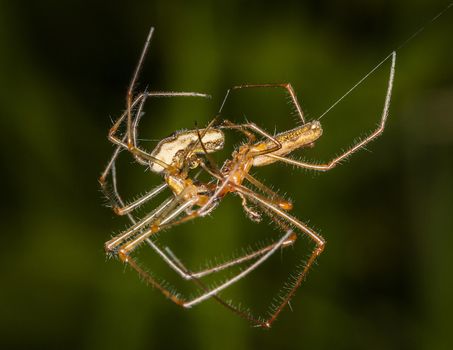 Garden stretch spiders mating in a springtime garden