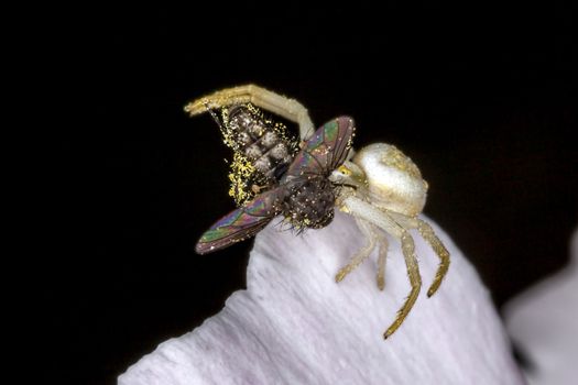 White crab spider with a fly which it has caught