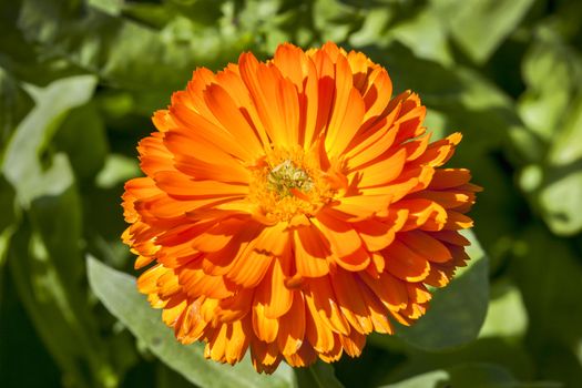 Calendula officinalis 'Geisha Girl' a yellow springtime summer annual flower plant commonly known as pot marigold