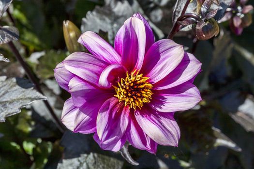 Dahlia a tuberous springtime summer flower plant