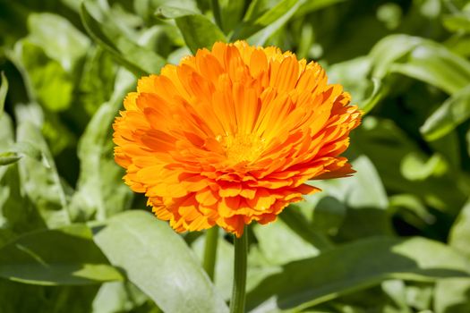 Calendula officinalis 'Geisha Girl' a yellow springtime summer annual flower plant commonly known as pot marigold