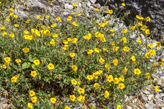 Helianthemum 'Ben Fhada' a yellow herbaceous springtime summer flower plant commonly known as rock rose