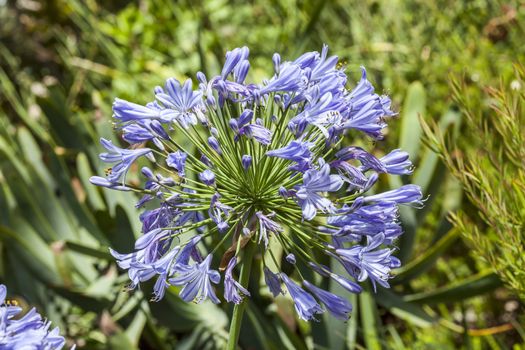 Agapanthus which are either blue or white are an herbaceous springtime summer flower plant commonly known as lily of the Nile or African lily