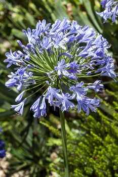 Agapanthus which are either blue or white are an herbaceous springtime summer flower plant commonly known as lily of the Nile or African lily