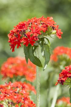 Lychnis chalcedonica a red herbaceous springtime summer flower plant commonly known as   Jerusalem cross or Maltese cross