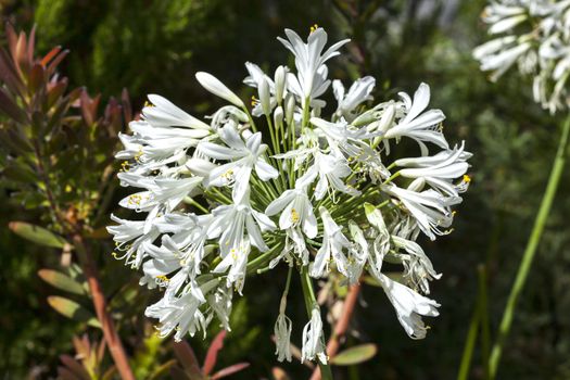 Agapanthus which are either blue or white are an herbaceous springtime summer flower plant commonly known as lily of the Nile or African lily