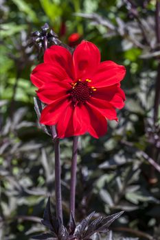 Dahlia 'Bishop of Llandaff' a tuberous red springtime summer flower plant