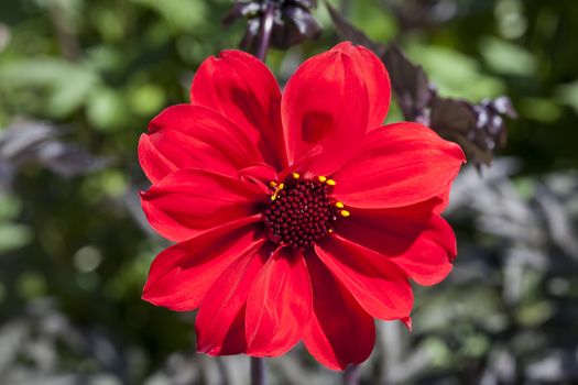 Dahlia 'Bishop of Llandaff' a tuberous red springtime summer flower plant