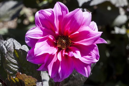 Dahlia 'Fascination' a tuberous pink springtime summer flower plant