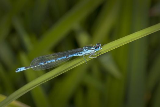 Azure Damselfly insect resting in a dragonfly springtime summer garden