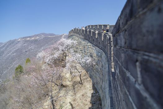 Beijing, China - CIRCA 2020: Great Wall of China in a green forest landscape at Mutianyu in Huairou District near Beijing, China. Autumn view of Grate Wall of China