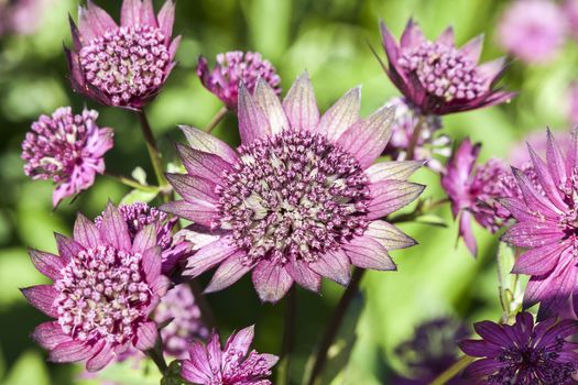 Astrantia, Astrantia major 'Gill Richardson' an herbaceous perennial springtime summer flower plant commonly known as great masterwort