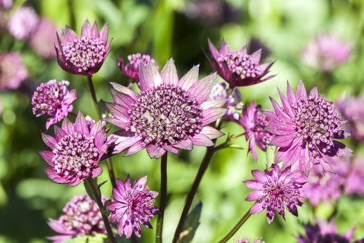 Astrantia, Astrantia major 'Gill Richardson' an herbaceous perennial springtime summer flower plant commonly known as great masterwort