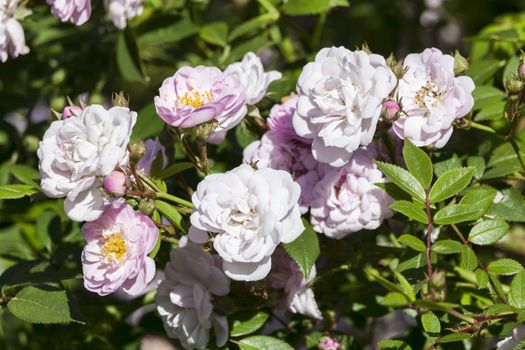 Rose Little Rambler 'Chewramb' a springtime summer pink flower miniture shrub